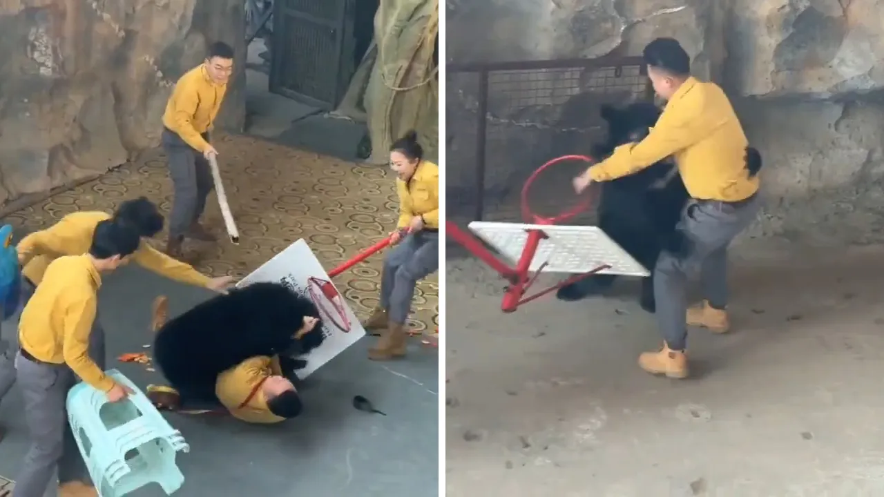 Hayvanat bahçesinde korku dolu anlar! Ayı, bakıcısıyla dakikalarca güreşti