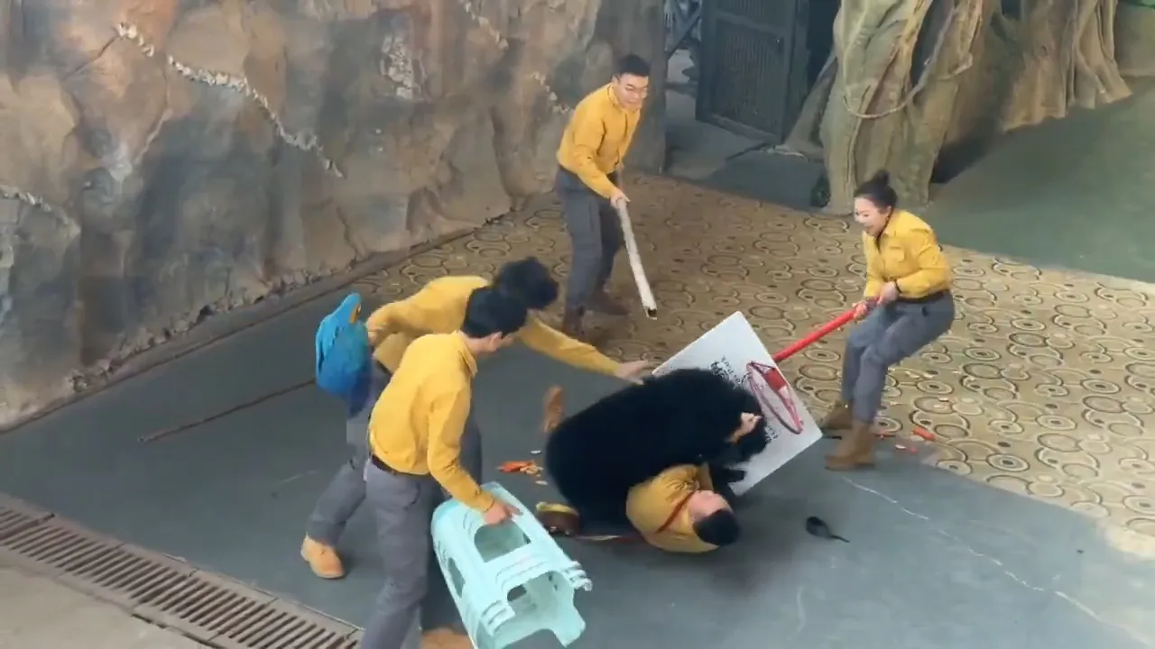 Hayvanat bahçesinde korku dolu anlar! Ayı, bakıcısıyla dakikalarca güreşti