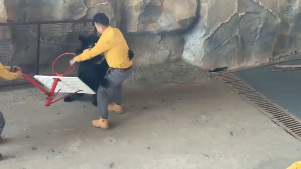 Hayvanat bahçesinde korku dolu anlar! Ayı, bakıcısıyla dakikalarca güreşti