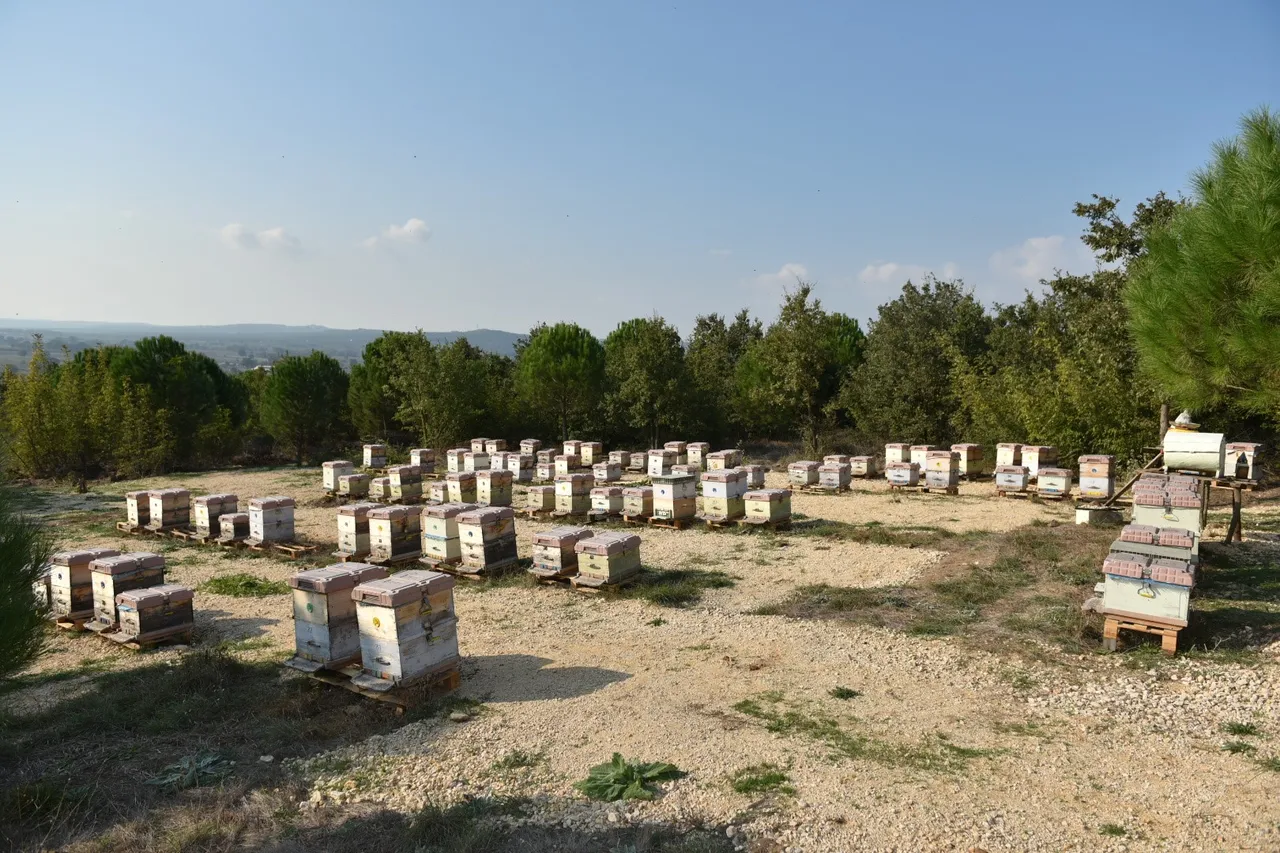 Kilosu 20 bin lirayı buluyor! Yılda 10 ton üretiliyor, 100 ton sahtesi satılıyor