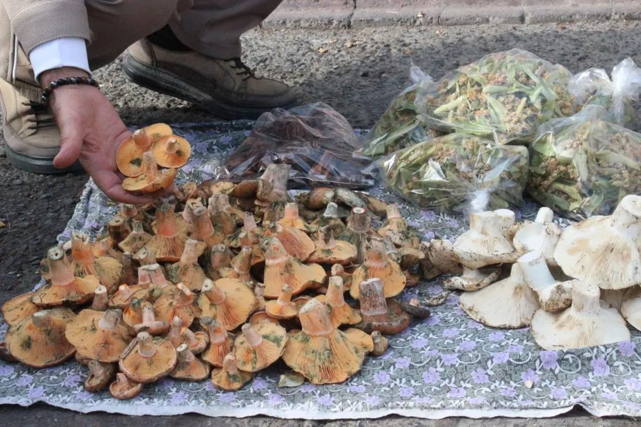 Lezzeti damak çatlatıyor! Dikkatli toplanması gerekiyor: Kilosu 300 TL