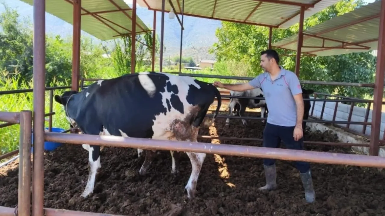 Muğla'da 'şap' alarmı! 11 mahalle 30 günlük karantinaya alındı