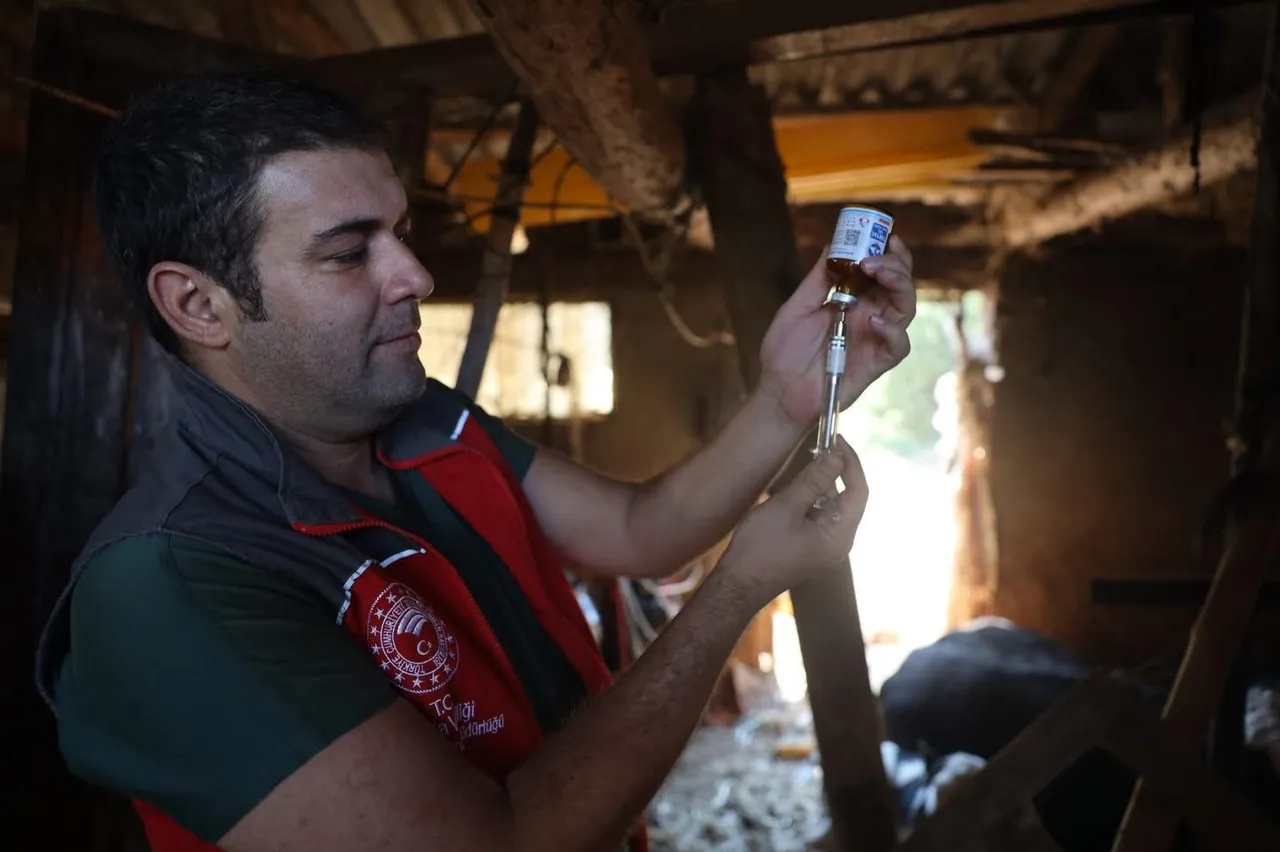 Muğlada şap alarmı! 11 mahalle 30 günlük karantinaya alındı