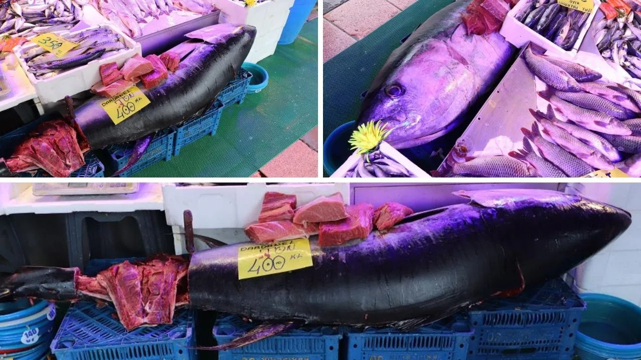 Özel izinle satılıyor! 280 kiloluk orkinosu gören hayrete düşüyor