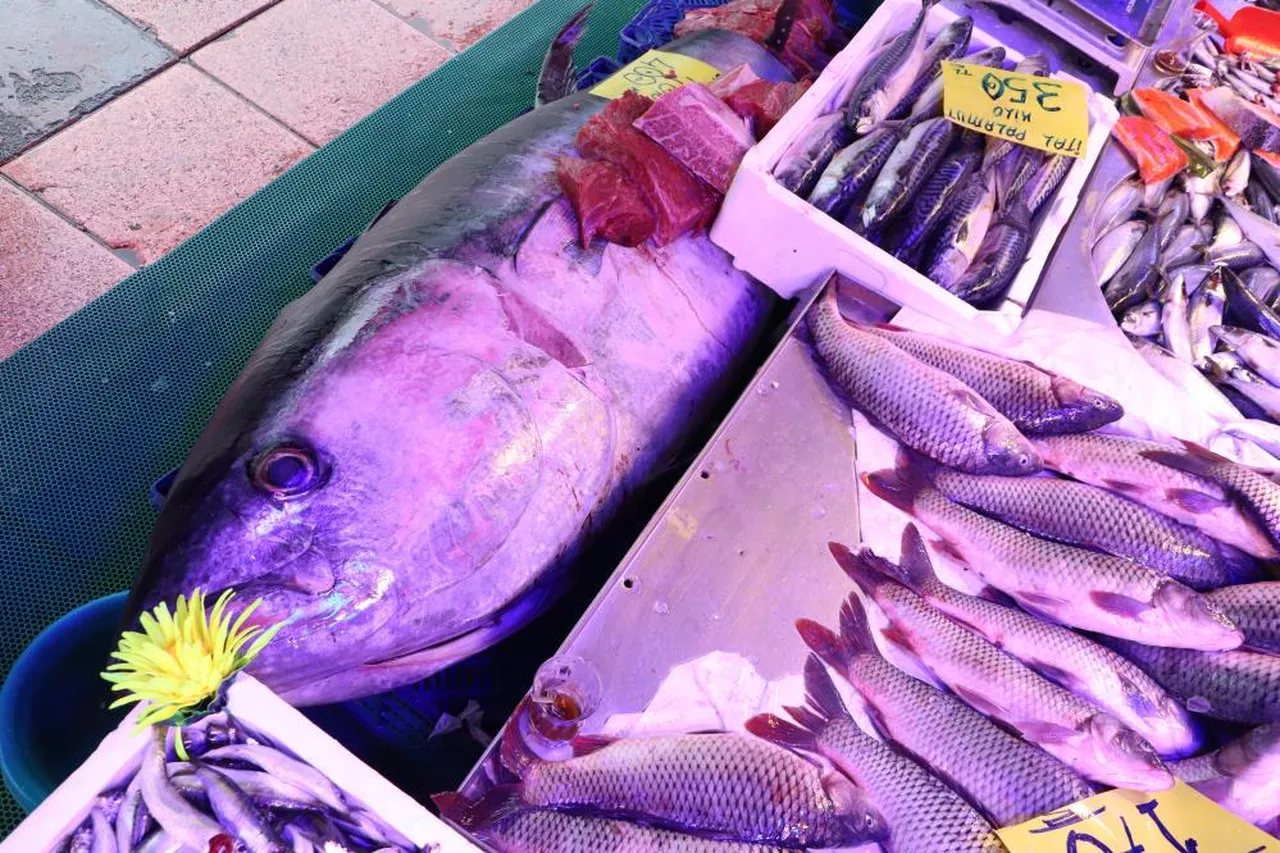 Özel izinle satılıyor! 280 kiloluk orkinosu gören hayrete düşüyor