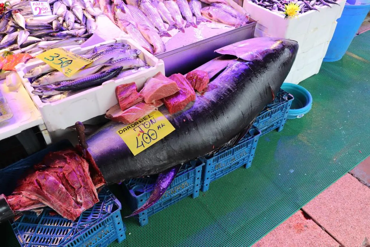 Özel izinle satılıyor! 280 kiloluk orkinosu gören hayrete düşüyor