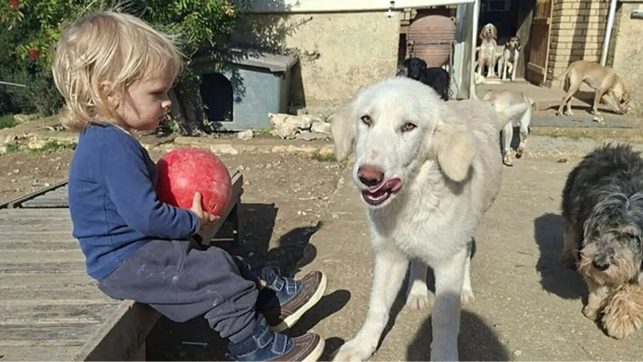 Pitbull iki yaşındaki çocuğu parçalayarak öldürdü: Yunanistanda feci olay!