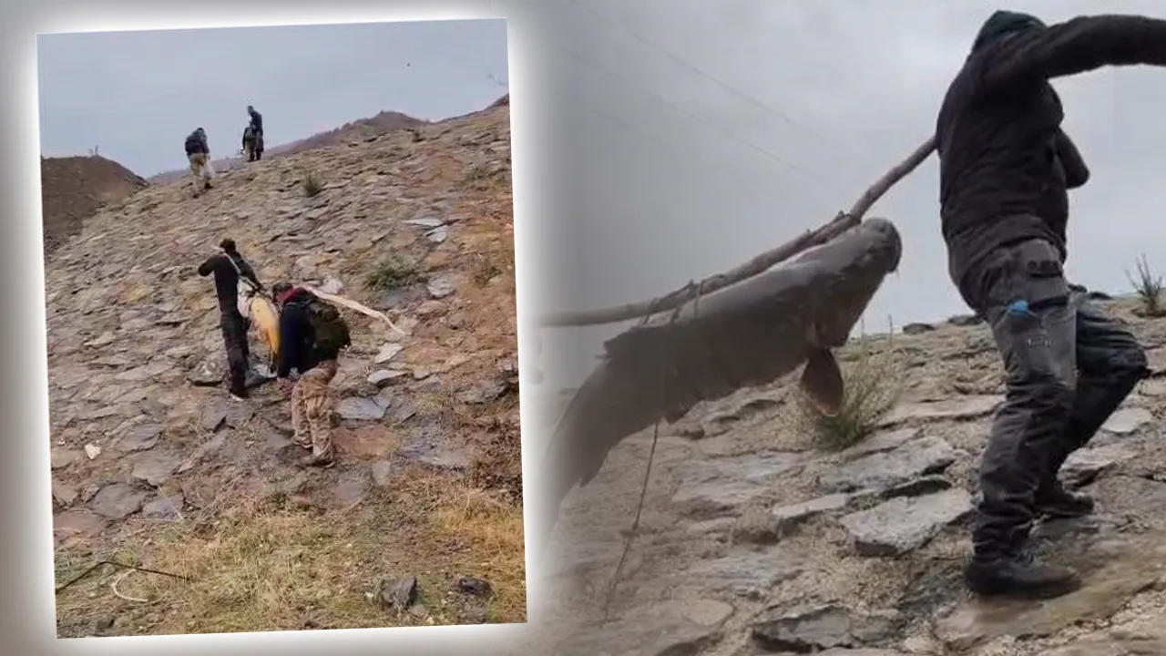 2 kişi zor taşıdı! 60 kiloluk balık görenleri şaşırttı 
