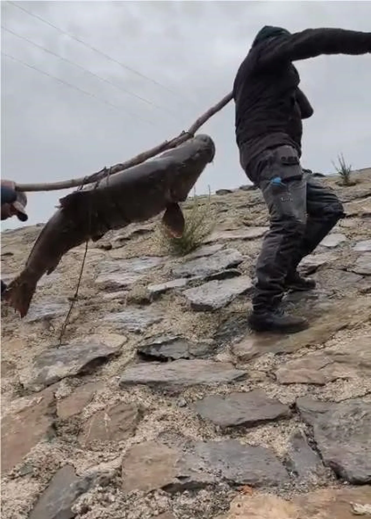 60 kiloluk turna balığı göreni şaşırttı