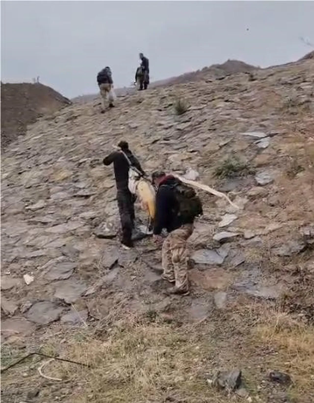 Dev balık çam sırığı ile taşındı