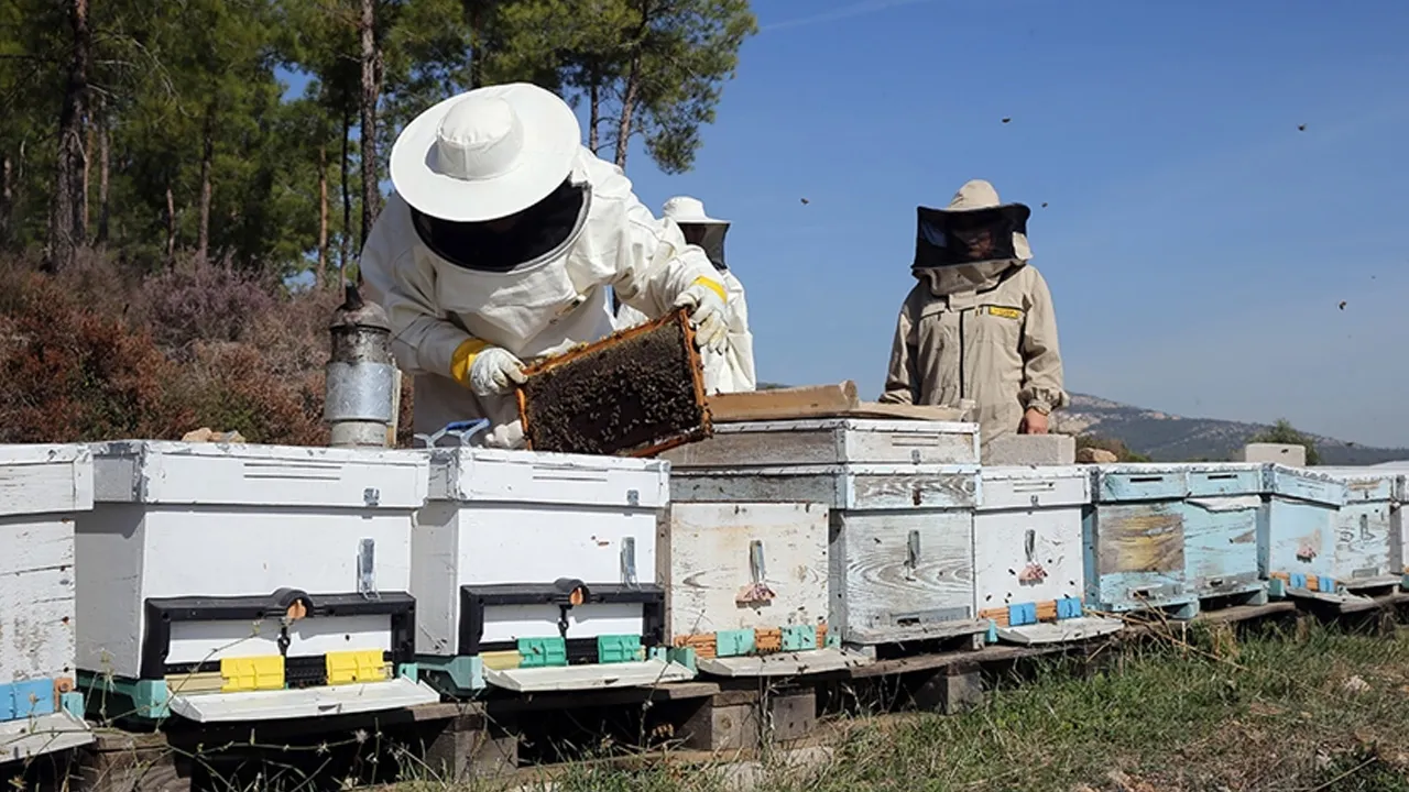 Arıcılara mesleki standart geliyor: Hedef 'ortak kalite'