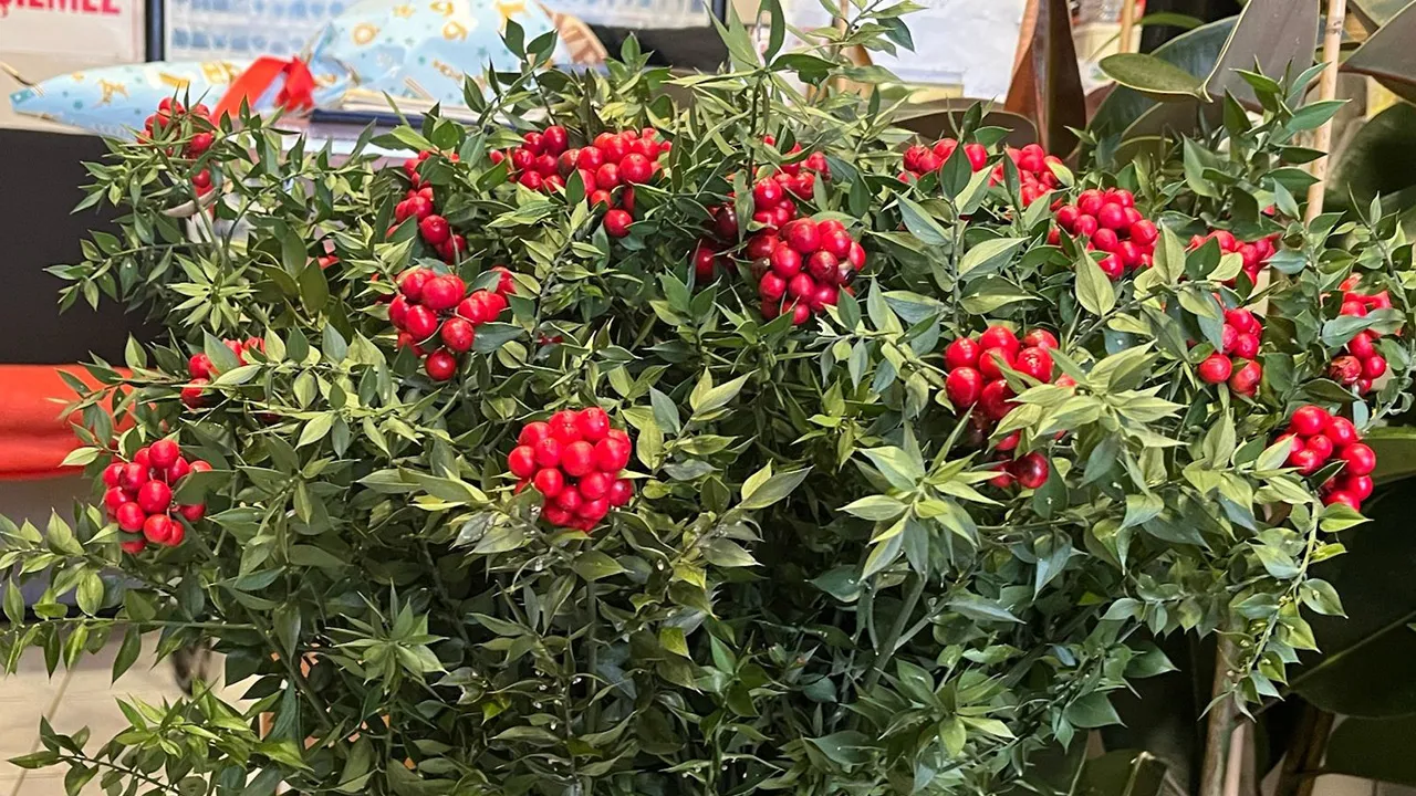 Dağlardan toplanıyor, adeta yok satıyor