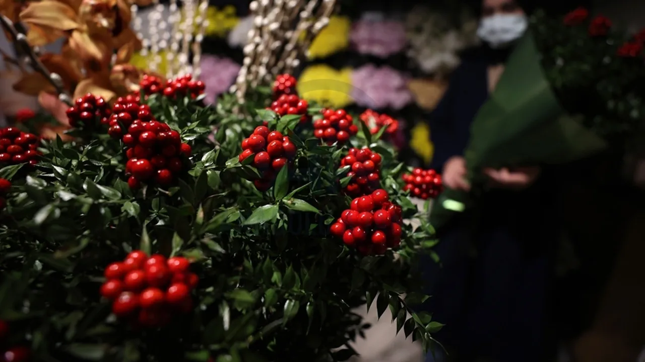 Dağlardan toplanıyor, adeta yok satıyor