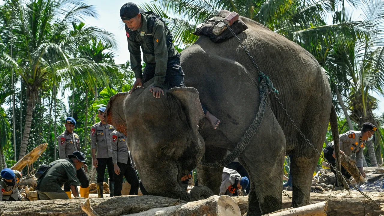En az 950 kişi hayatını kaybetti! Fillerden yardım istediler