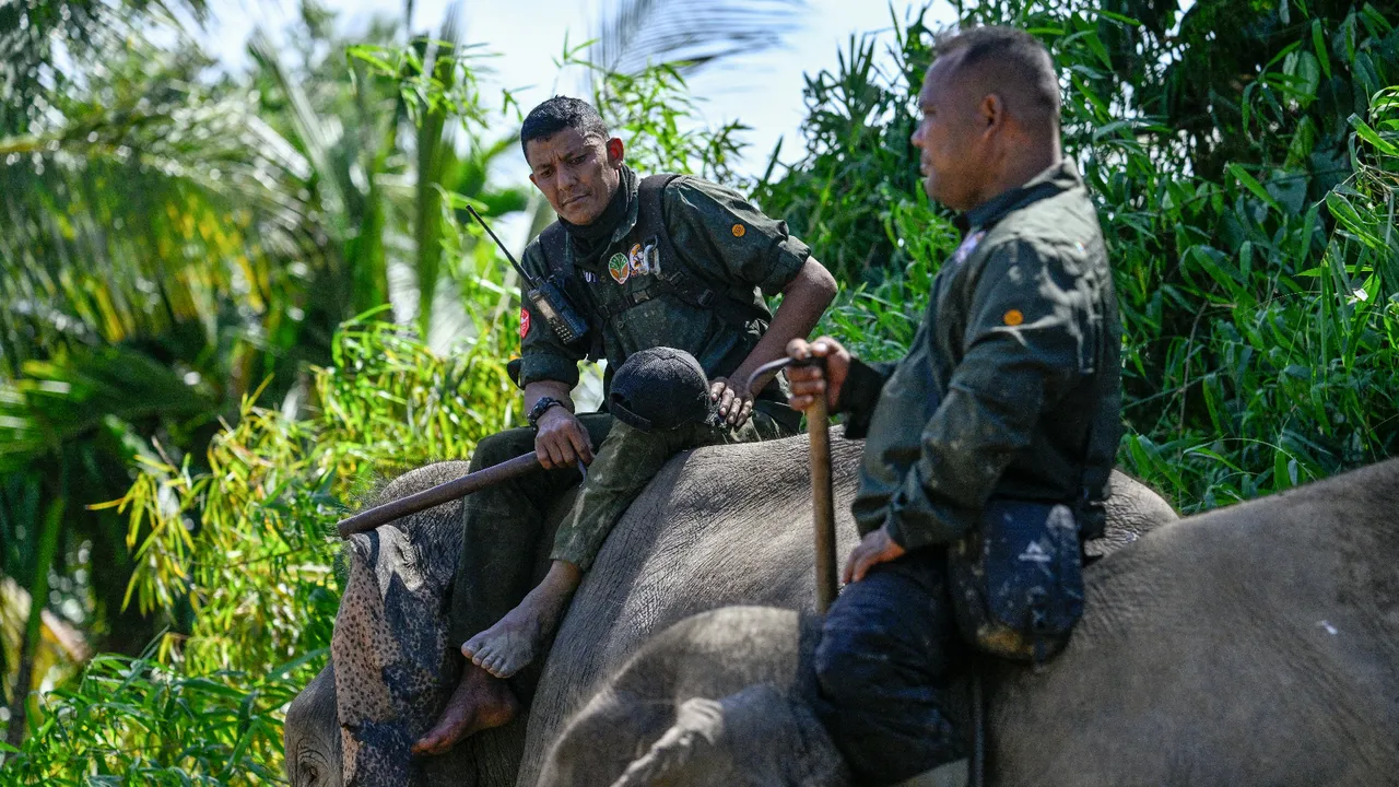 En az 950 kişi hayatını kaybetti! Fillerden yardım istediler