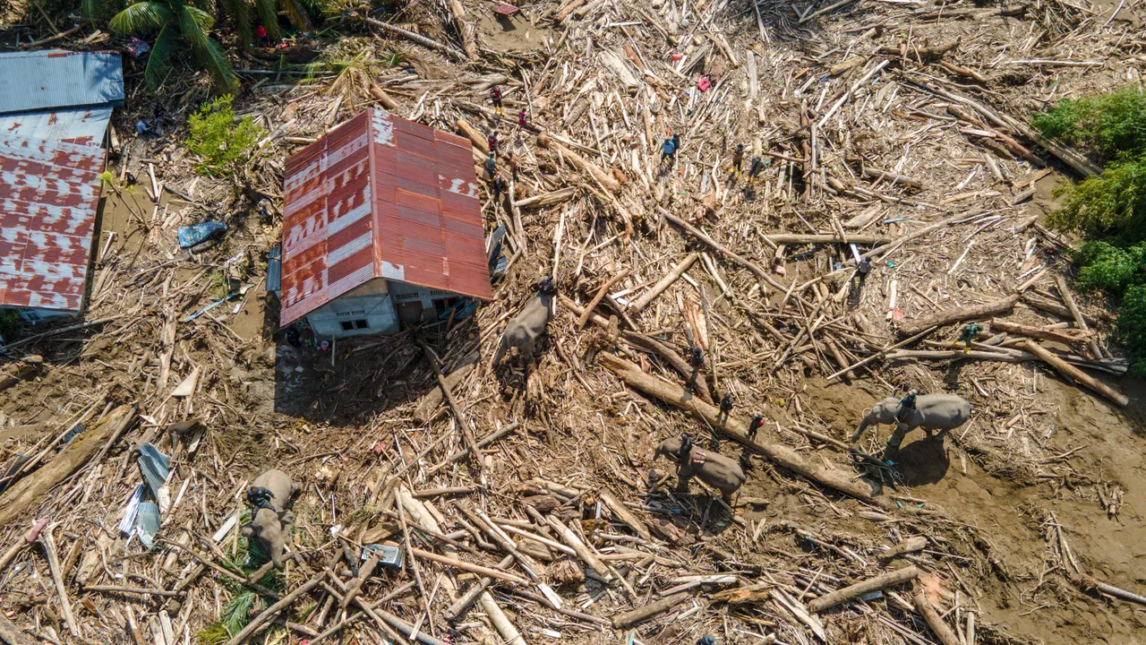 En az 950 kişi hayatını kaybetti! Fillerden yardım istediler