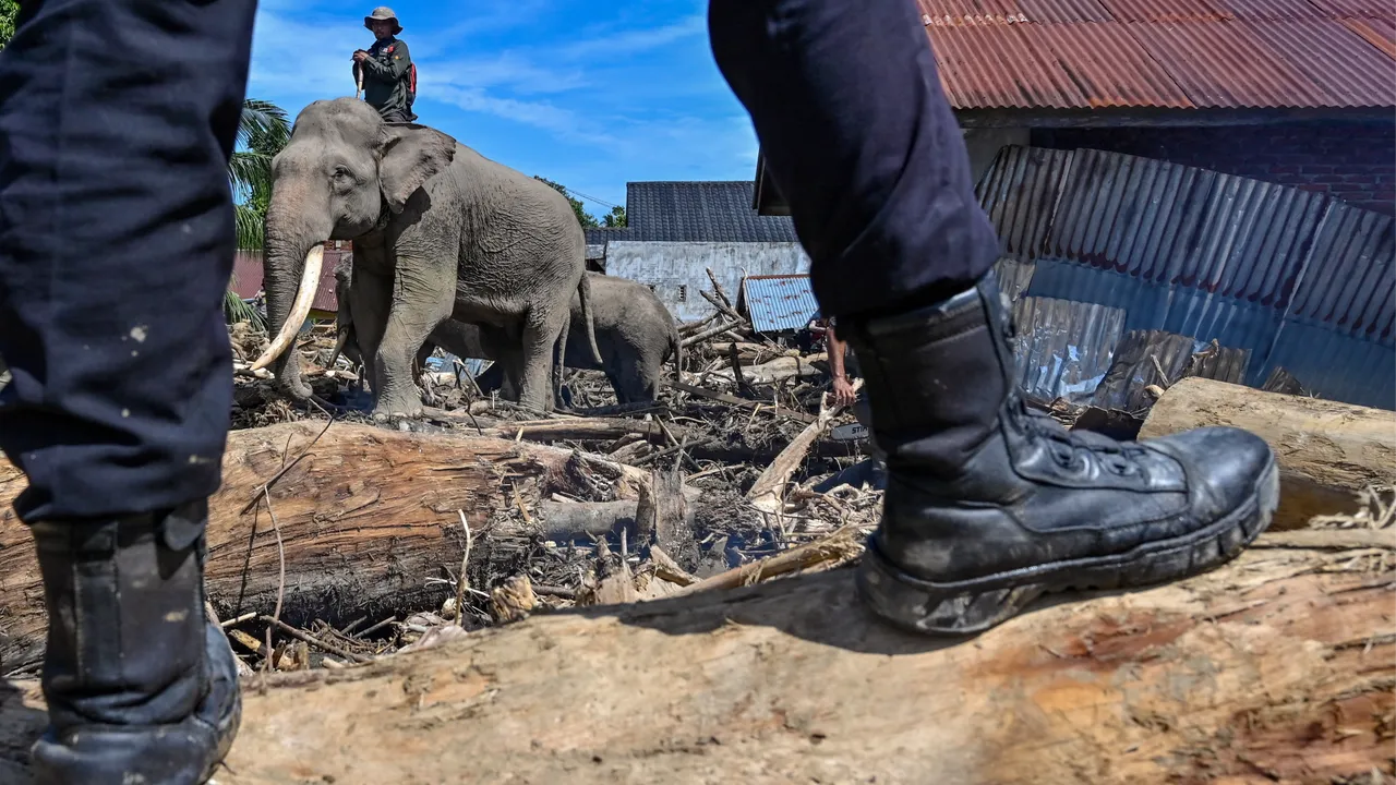En az 950 kişi hayatını kaybetti! Fillerden yardım istediler