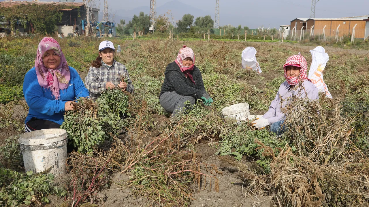 Kuraklık verimi yarı yarıya düşürdü! Tarlada 60, markette 150 lira