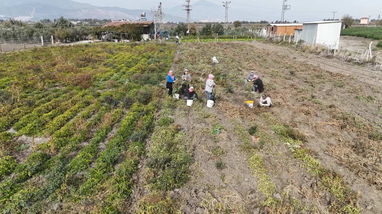 Kuraklık verimi yarı yarıya düşürdü! Tarlada 60, markette 150 lira