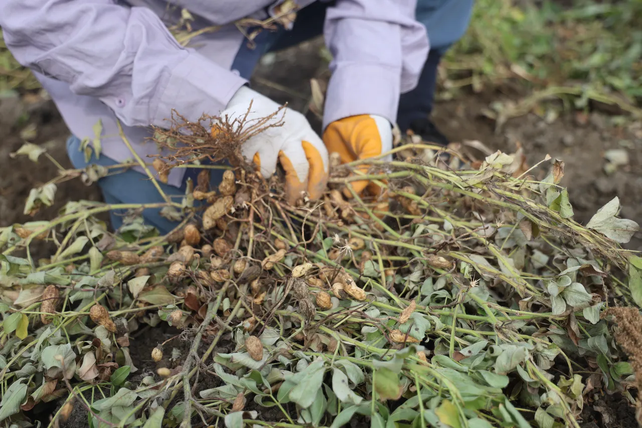 Kuraklık verimi yarı yarıya düşürdü! Tarlada 60, markette 150 lira
