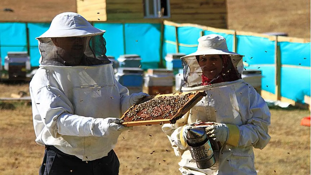 Taklitleri 10 kat arttı, kilosu 20 bin lirayı buluyor! Anzer balı 10 ton üretiliyor, 100 ton satılıyor