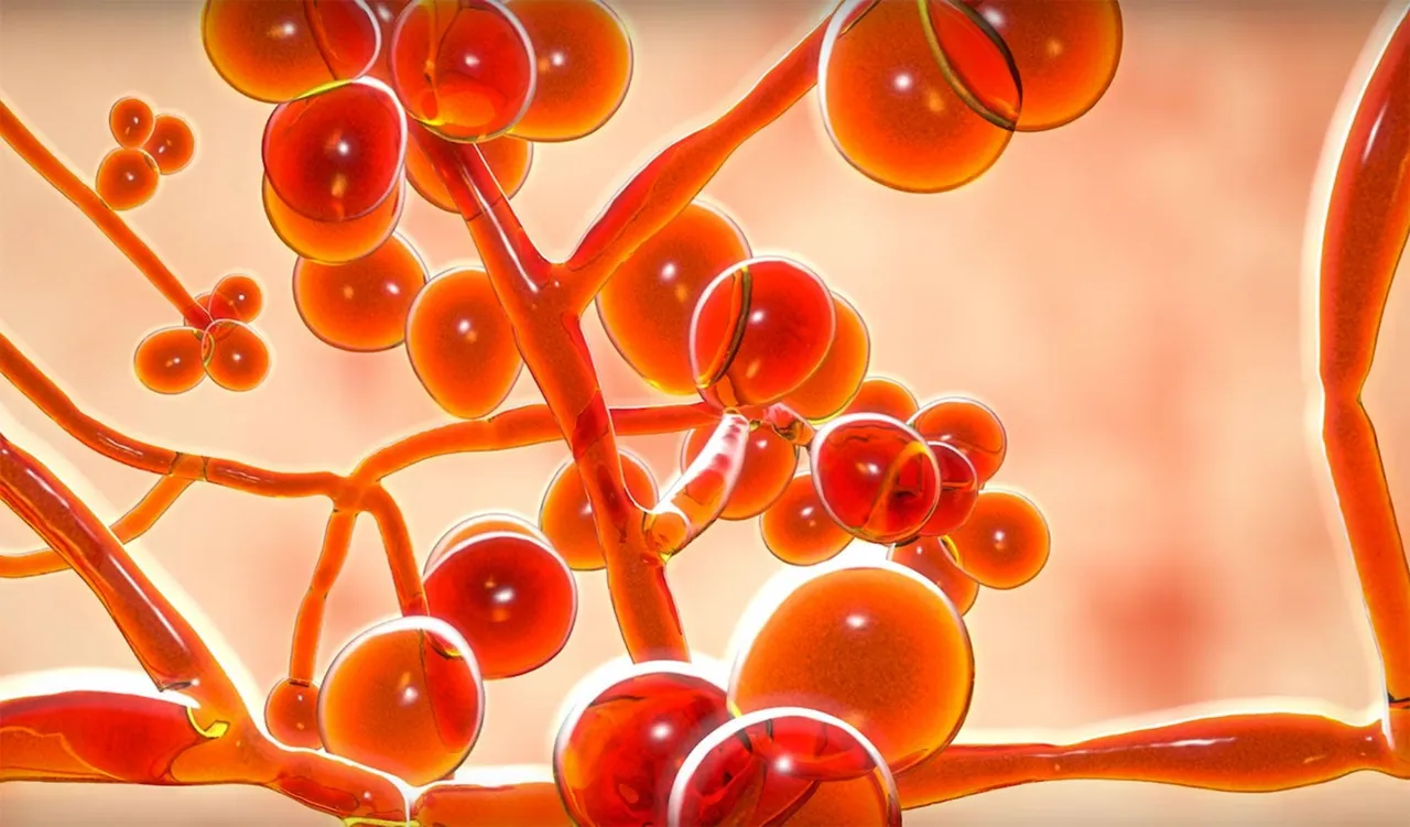 Ölüm oranı yüzde 50'den fazla! İlaçların etki etmediği mantarın vakaları hızla artıyor