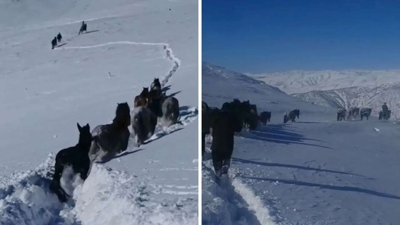 Karda mahsur kalan hayvanlar güvenlik korucuları tarafından kurtarıldı