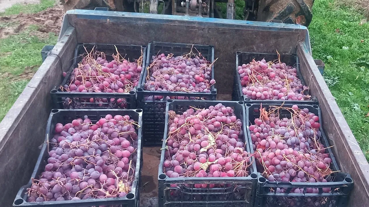 Kilosunu 30 liradan sattı! Dalında tazecik bekleyenlerle sürpriz yaptı