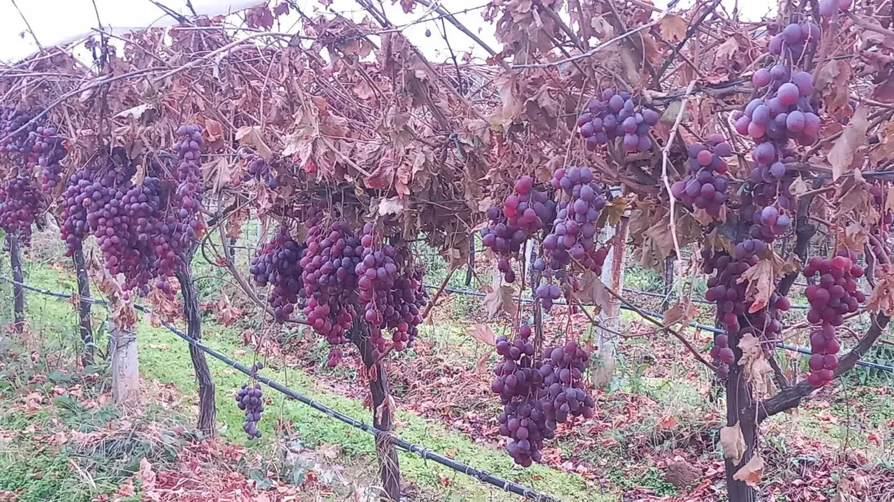 Kilosunu 30 liradan sattı! Dalında tazecik bekleyenlerle sürpriz yaptı