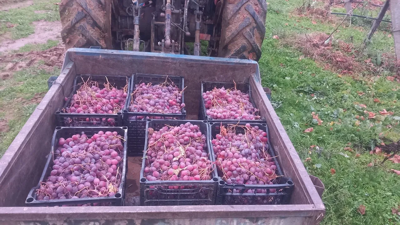 Kilosunu 30 liradan sattı! Dalında tazecik bekleyenlerle sürpriz yaptı