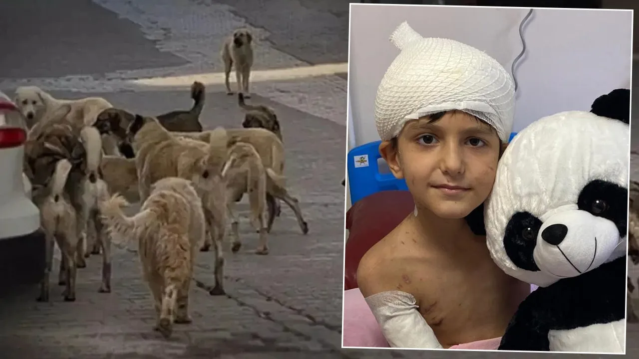 Sokak köpeği sadece 'korkutsa' bile dava açın