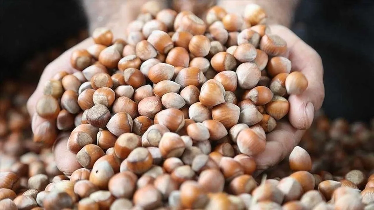 Türkiyenin en çok fındık sattığı ülke belli oldu