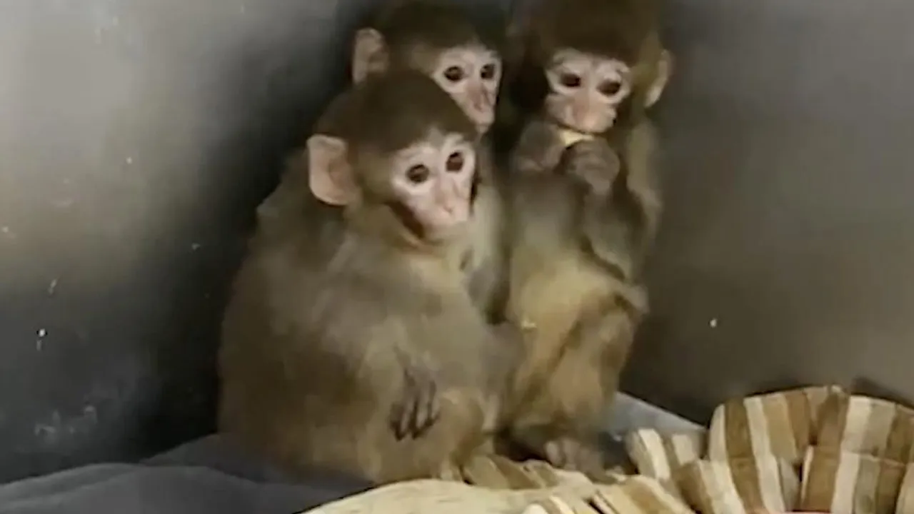 Yasa dışı şekilde barındırılıyorlardı! 3 makak maymunu koruma altına alındı