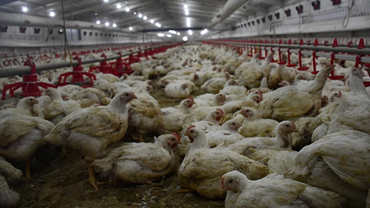 Yumurtacılıkta standartlar değişiyor! Bakanlık duyurdu, 2029'da sona erecek