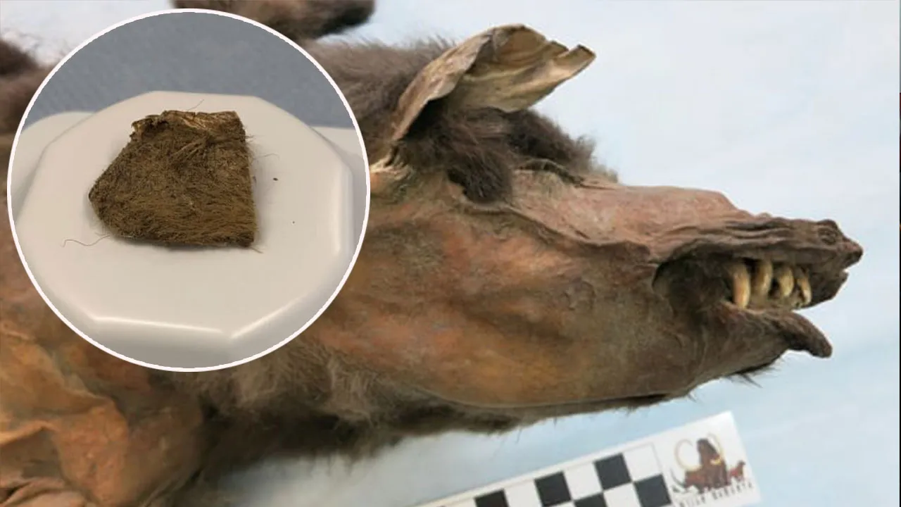 Bir kurt yavrusunun son öğünü, Buzul Çağı'nın gizemini çözdü: 14 bin 400 yıllık genetik keşif