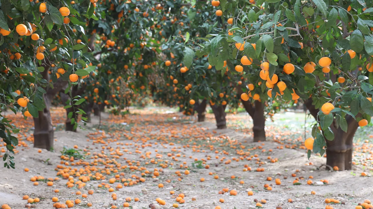 Çiftçi bedavaya dağıtıyor, alan yok! Dalda çürüyen mandalinalar gelecek yılı tehdit ediyor