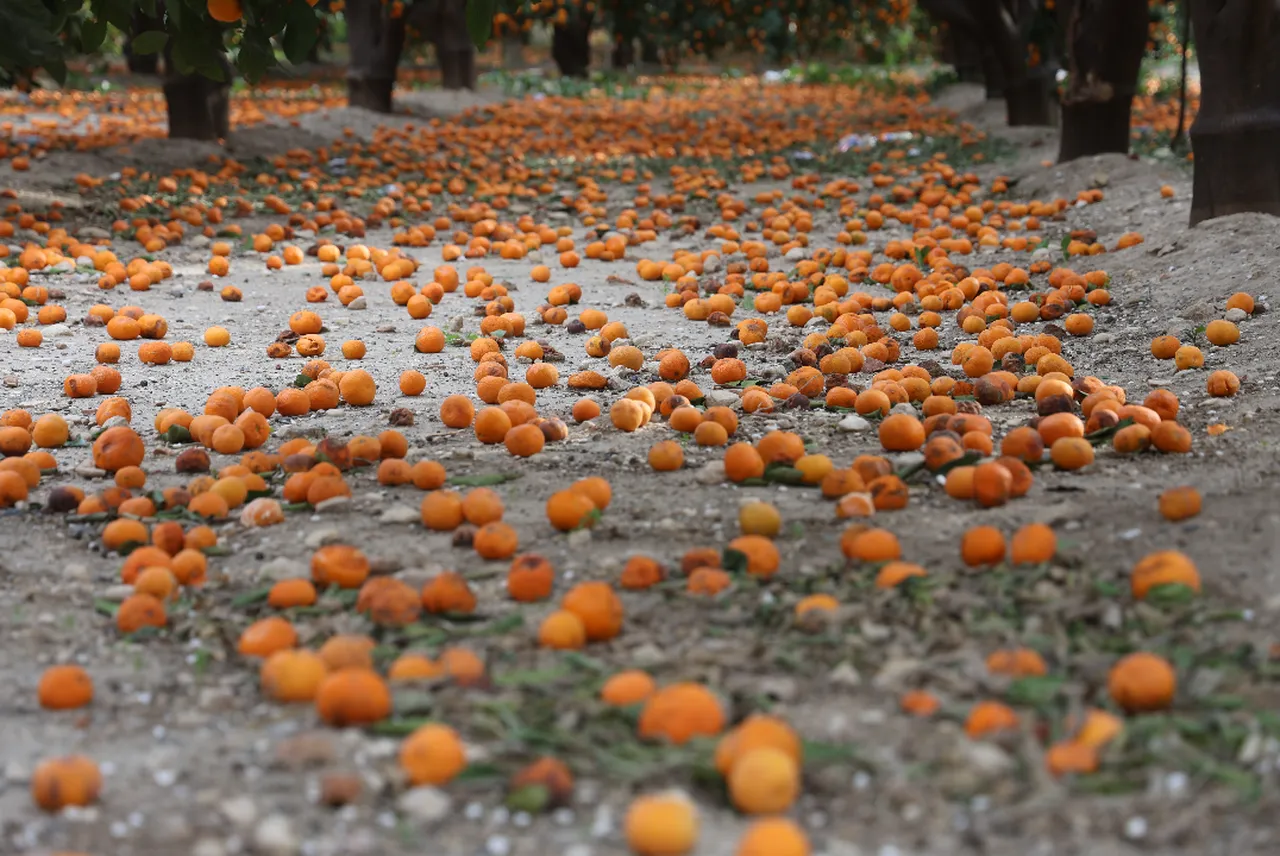 Çiftçi bedavaya dağıtıyor, alan yok! Dalda çürüyen mandalinalar gelecek yılı tehdit ediyor