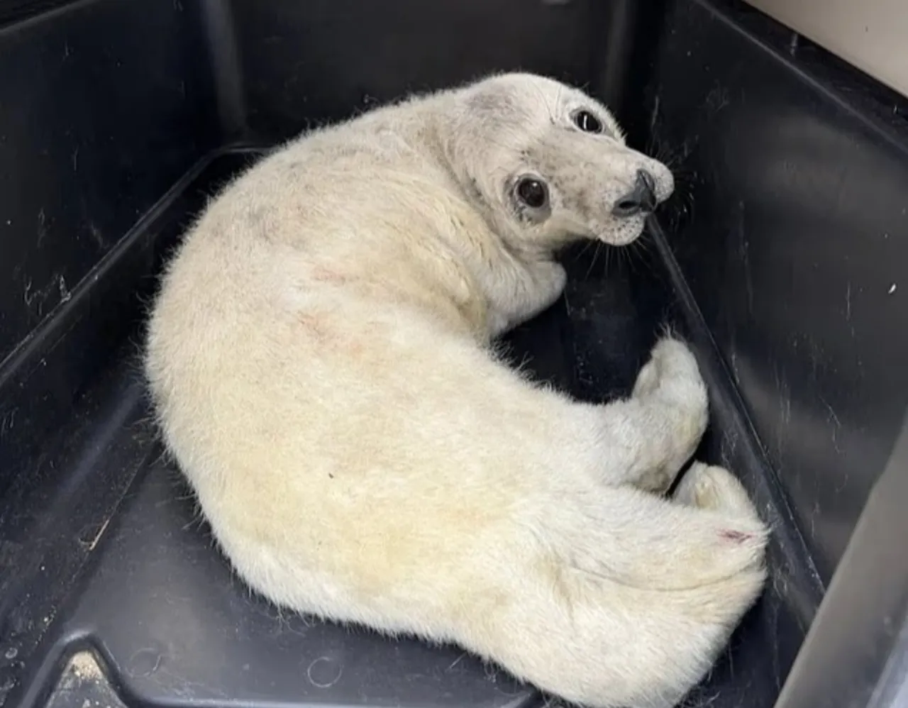 Davetsiz misafir emin ellerde