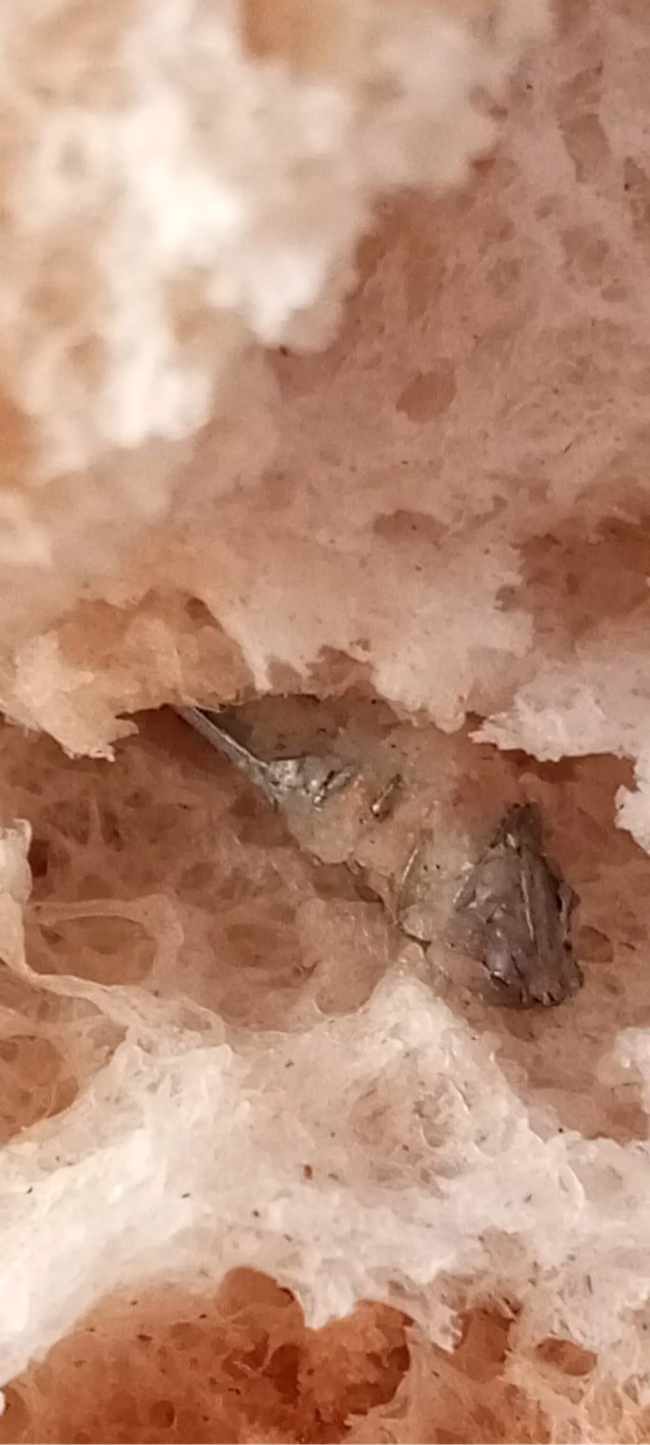 Ekmeğin içinden çıkan şoke etti: Fark etmesek boğazımıza kaçacaktı