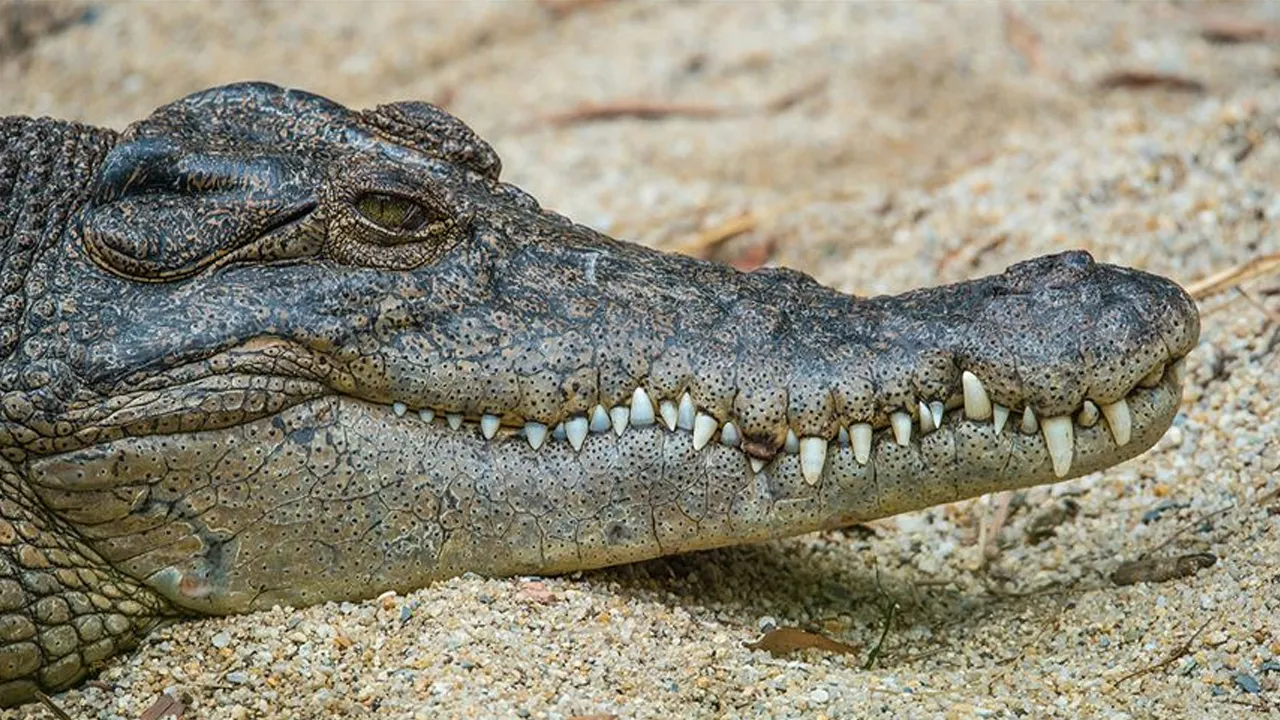 Mozambik’te timsahlar dehşet saçtı! 2 ölü, 3 ağır yaralı