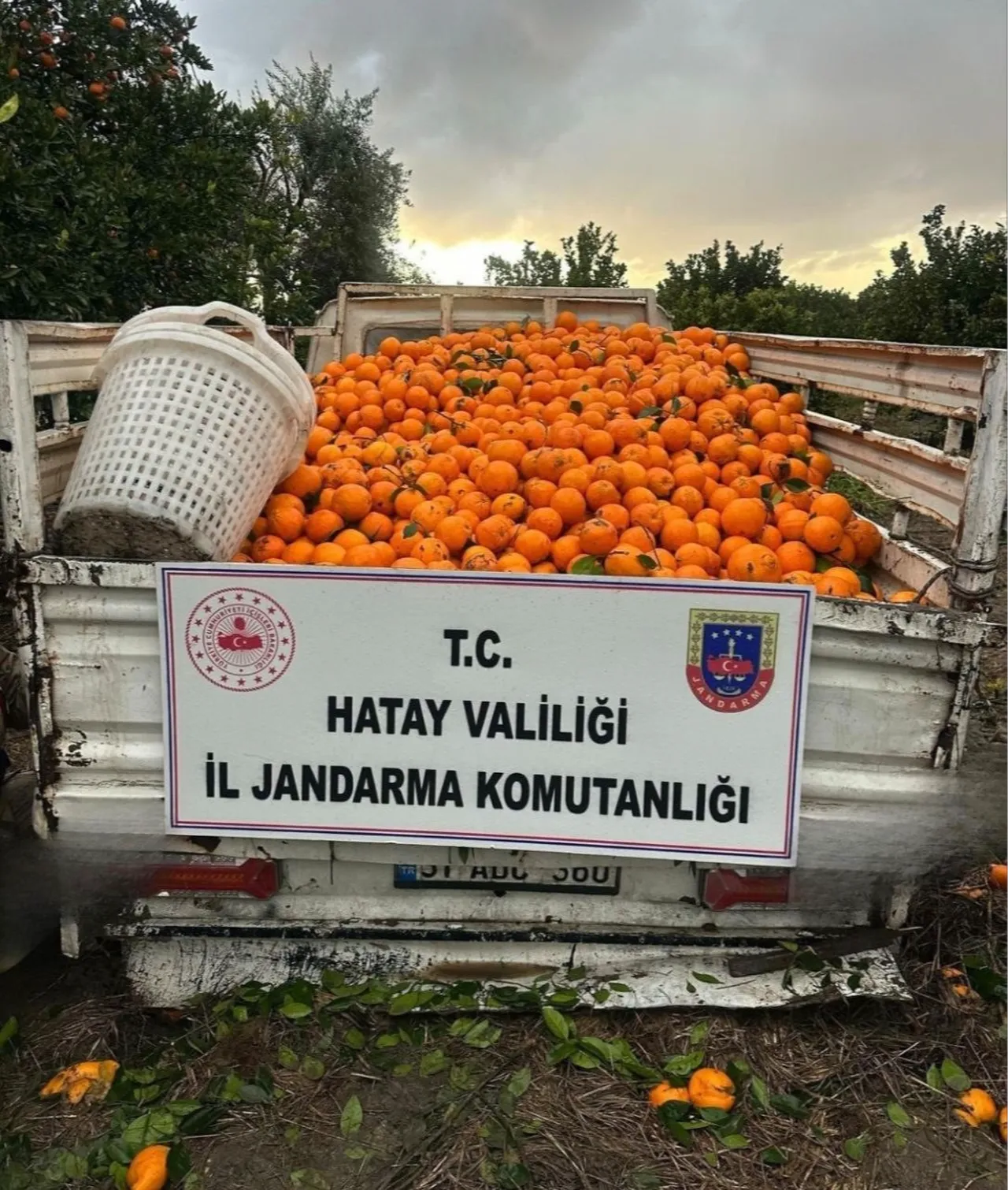 Piyasa değeri 25 milyon! Bahçeden çalarken suçüstü yakalandılar