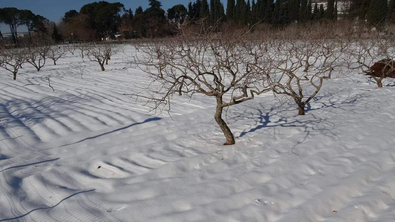 Binlerce ailenin geçim kaynağı! Kar bastırınca sektör umutlandı, en çok İtalyanlar alıyor