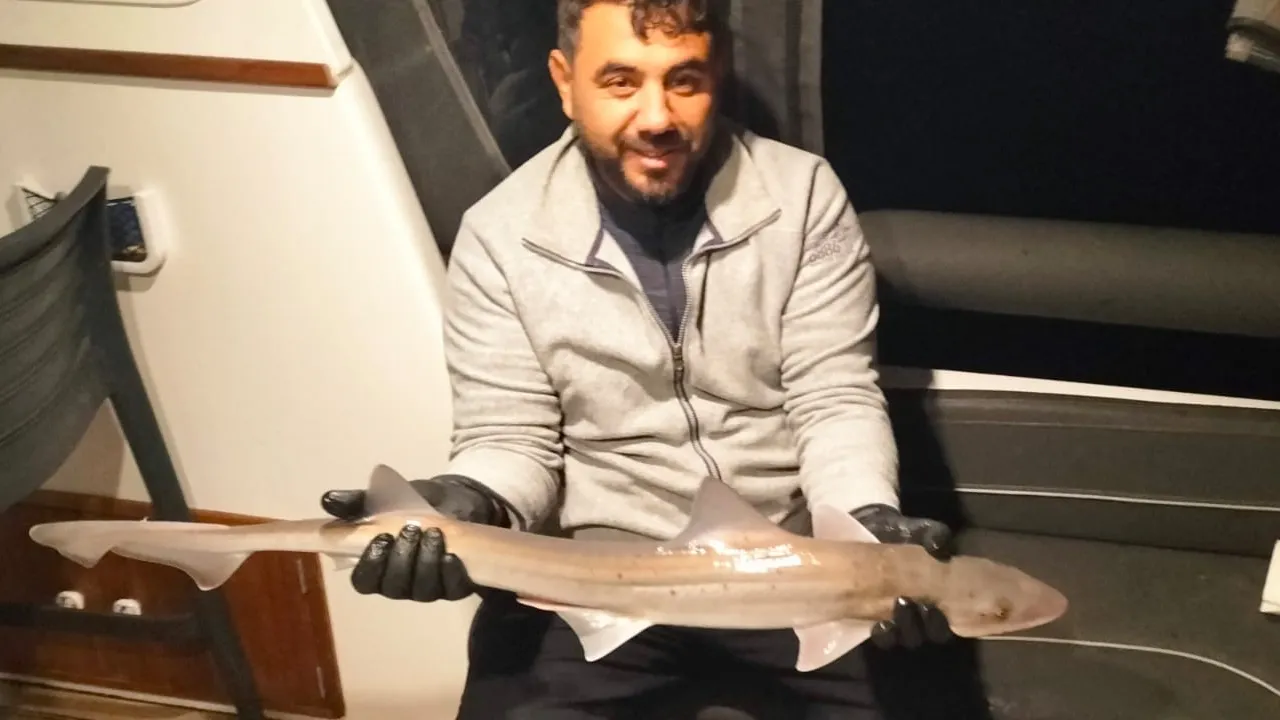 Bodrum'da amatör balıkçının oltasına köpek balığı takıldı