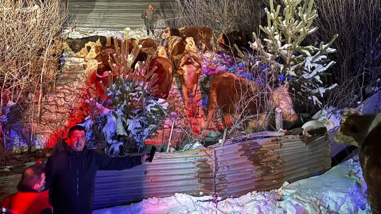 Erzincan'da hayvan yüklü tır devrildi! 47 büyükbaşı AFAD kurtardı