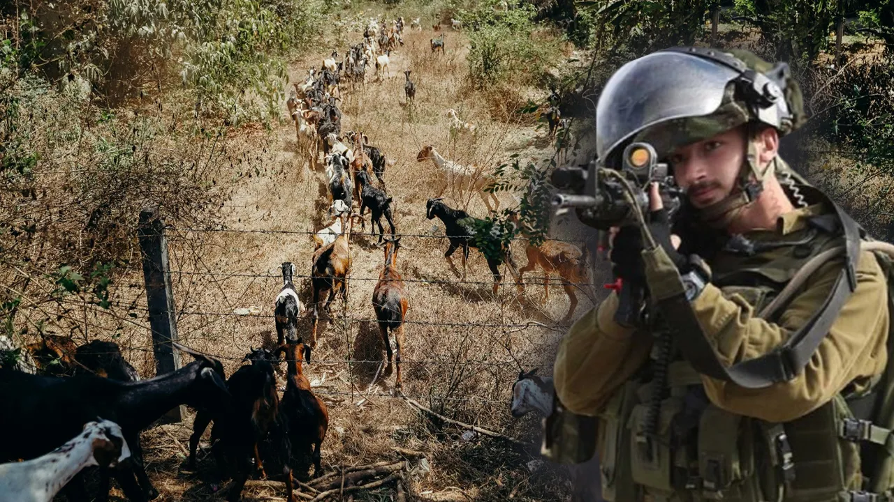 İsrail askerleri Suriye'den 250 keçi çaldı! 