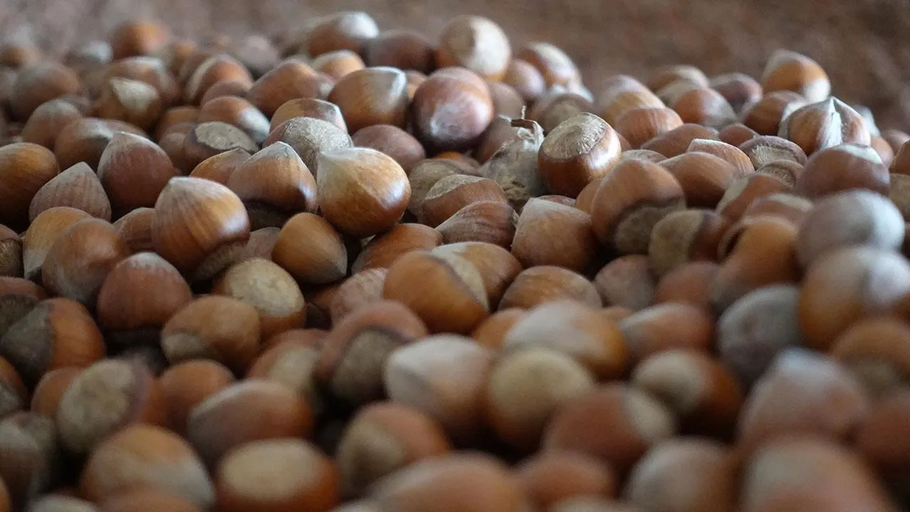 En çok Almanyaya sattık! Türkiye 2025te fındıktan servet kazandı