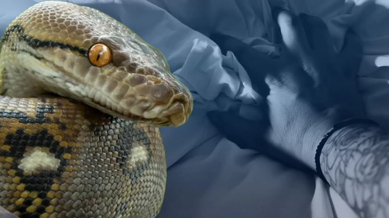 Gece yarısı korkunç olay! Göğsünde 2,5 metrelik pitonla uyandı