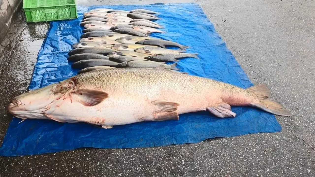 Elazığ'da nehirden 52 kiloluk turna balığı yakalandı