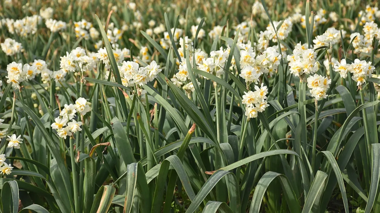 İZDENİZ’ten Karaburun Nergis Festivali seferleri açıklaması! Seferler neden iptal edildi?
