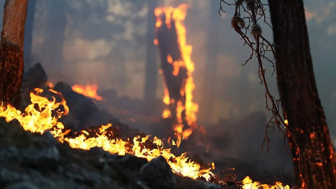Antalya'da ormanlık alanda yangın! Ekipler bölgede